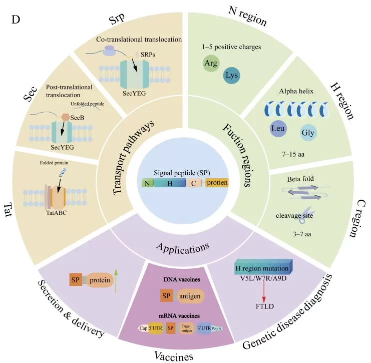 The protein translocation pathways mediated by SPs and their related application